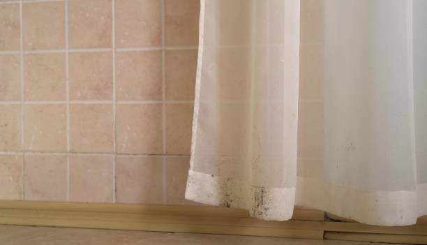 Reliable Daniels, WV Mold Removal Solutions